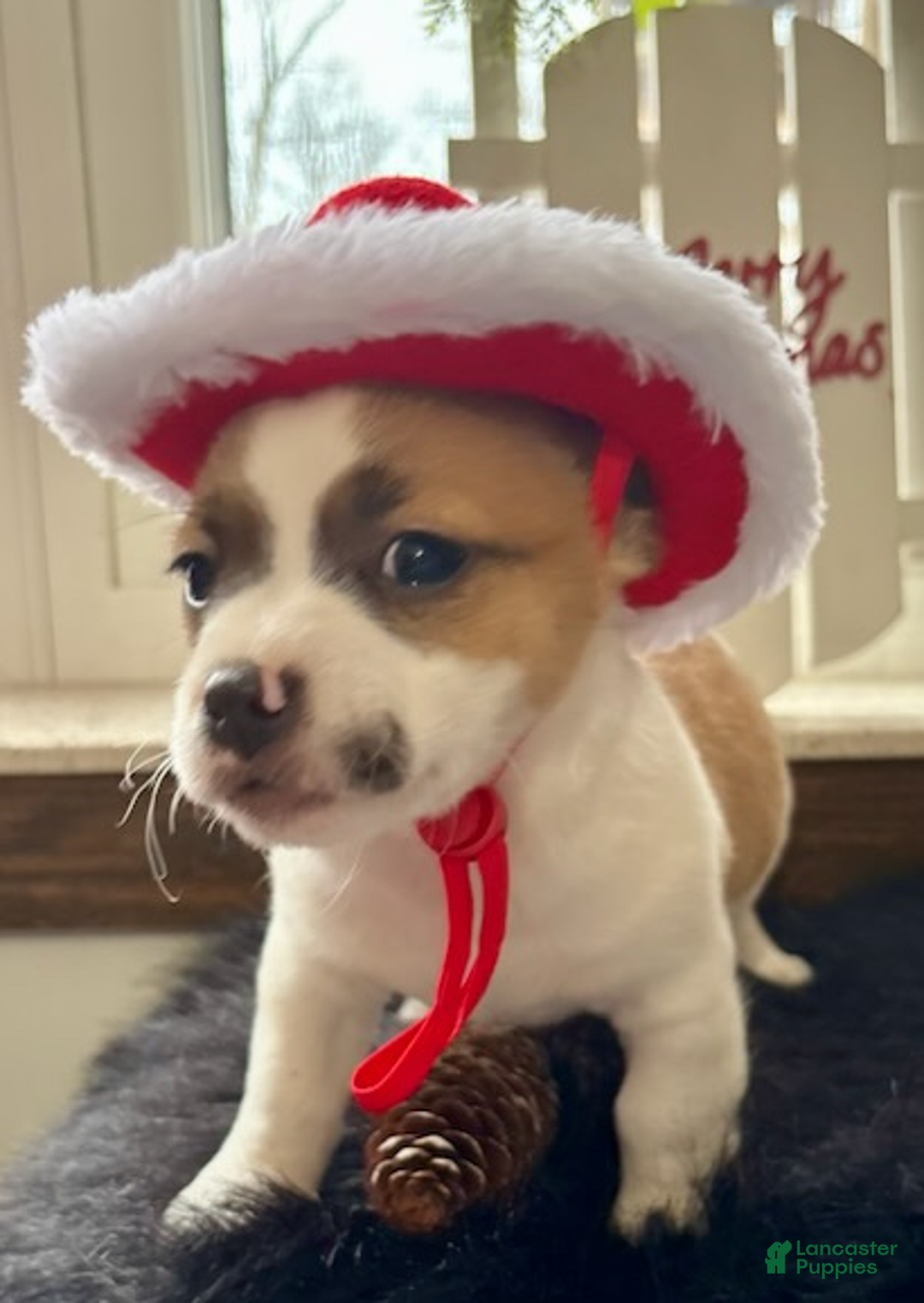 Jack Russell Terrier dogs for sale: Charlie - Ad 3