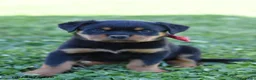 Rottweiler dogs for sale: Louise - Ad 3