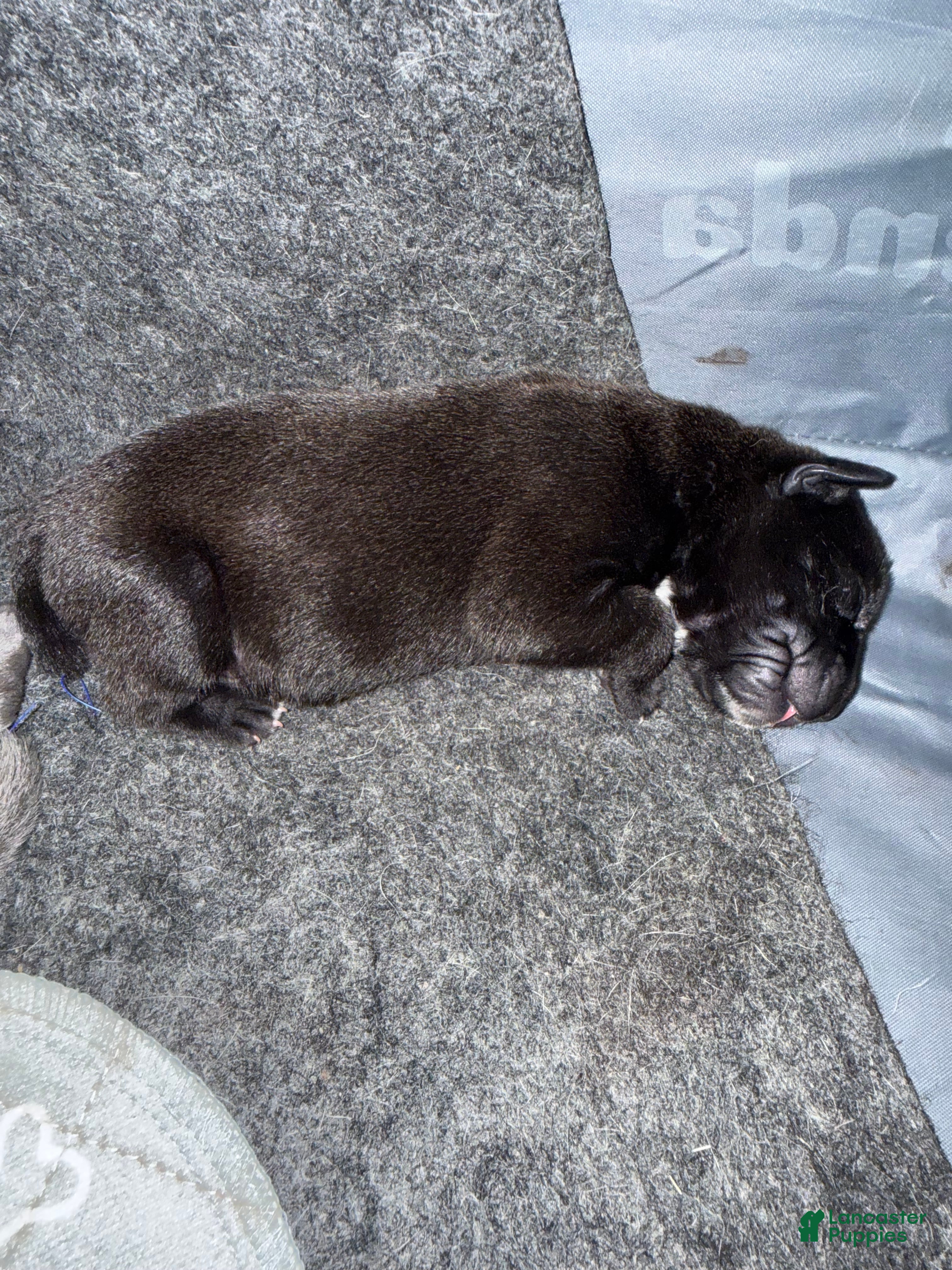 Cane Corso dogs Chip  - Ad 1