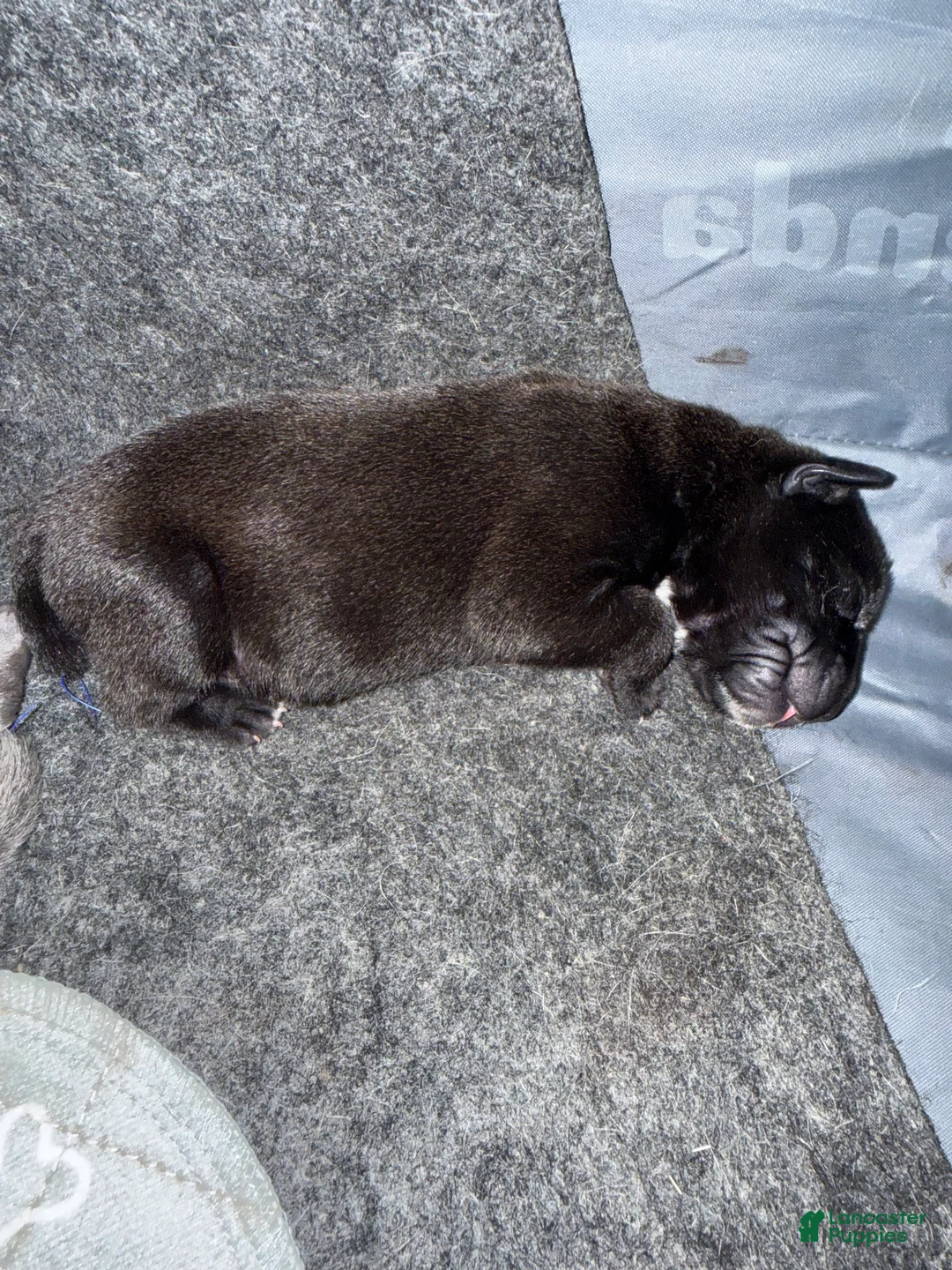 Cane Corso dogs for sale: Chip  - Ad 1