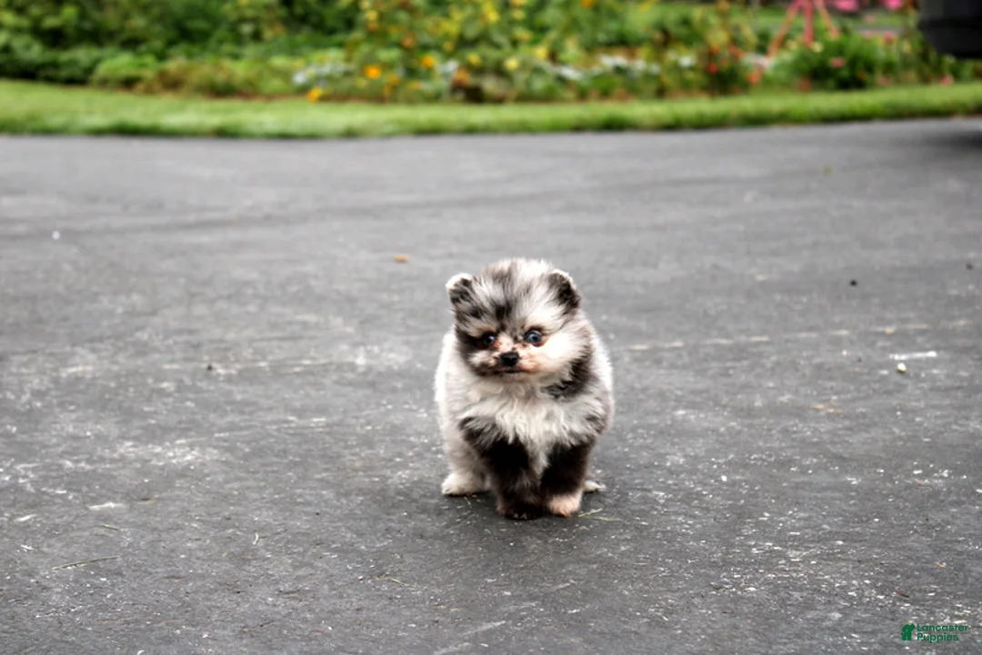 Pomeranian dogs for sale: Leona  - Ad 6