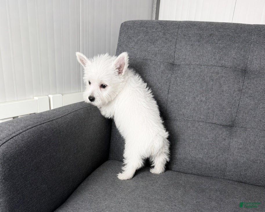West Highland Terrier dogs Monroo (AKC) - Ad 2