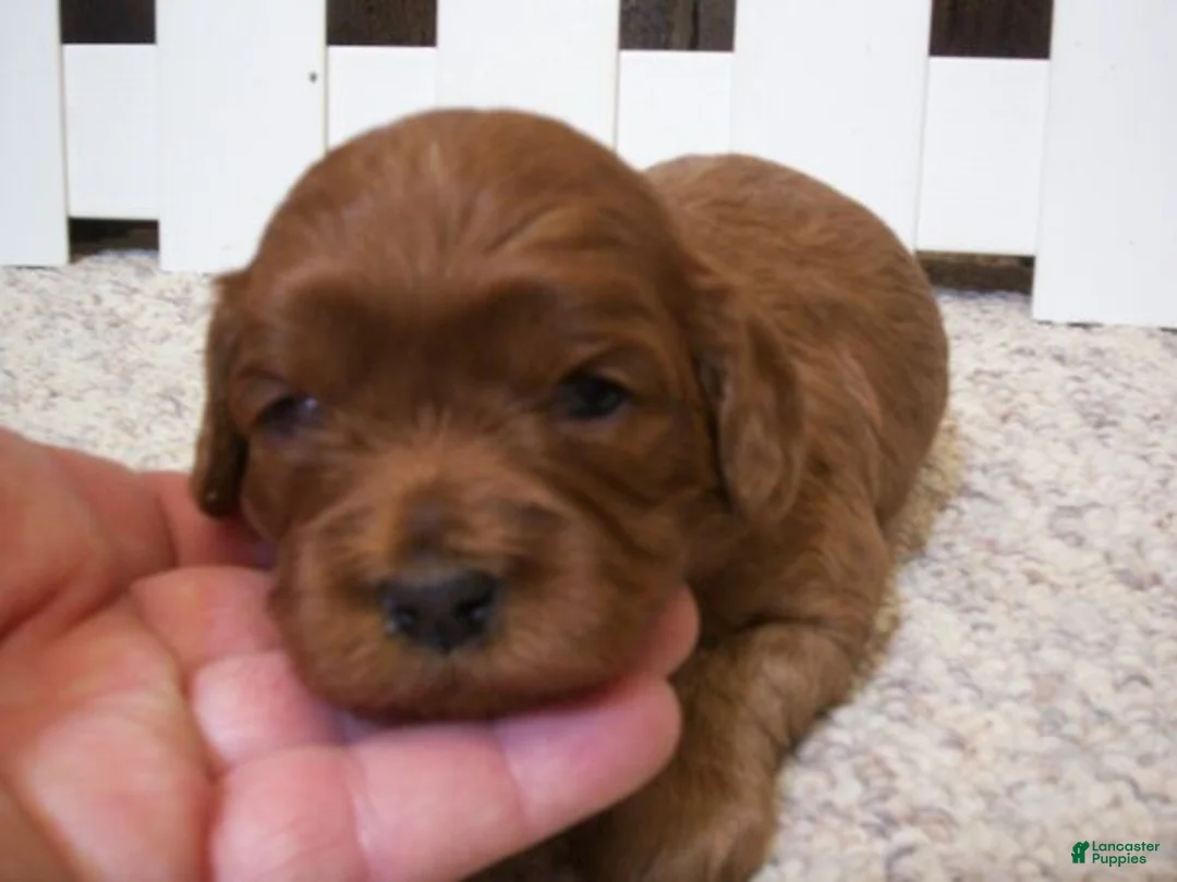 Cavapoo dogs for sale: Penny - Ad 1
