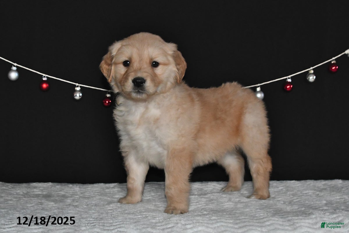 Golden Retriever dogs Allison - Ad 20