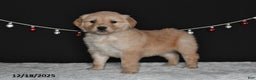Golden Retriever dogs for sale: Allison - Ad 1