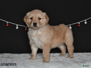Golden Retriever dogs Allison - Ad 32