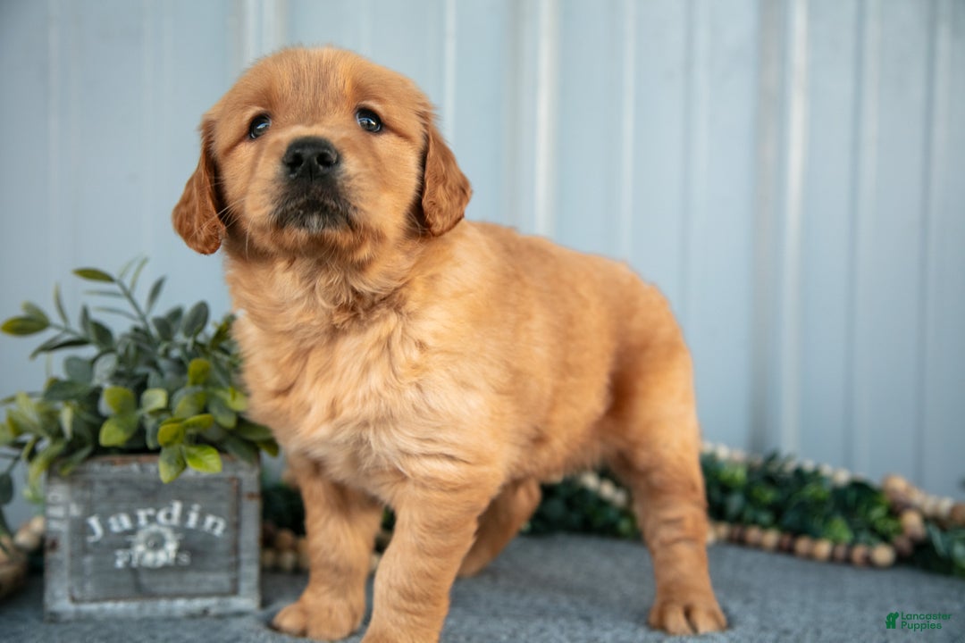Golden Retriever dogs for sale: Murphy - Ad 3