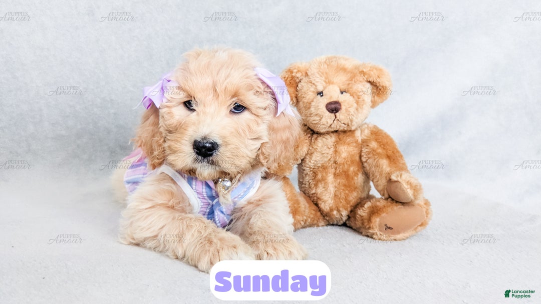 Goldendoodle dogs for sale: Sunday - Ad 3
