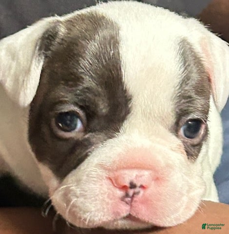 French Bulldog dogs French Bulldog Puppy 1 - Ad 34