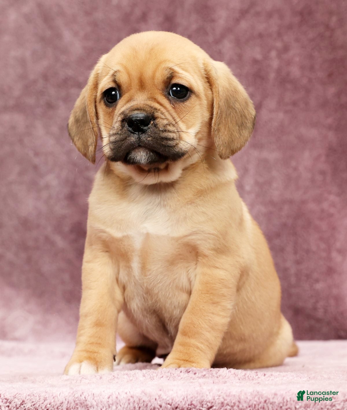 Puggle dogs Dorothy - Ad 2