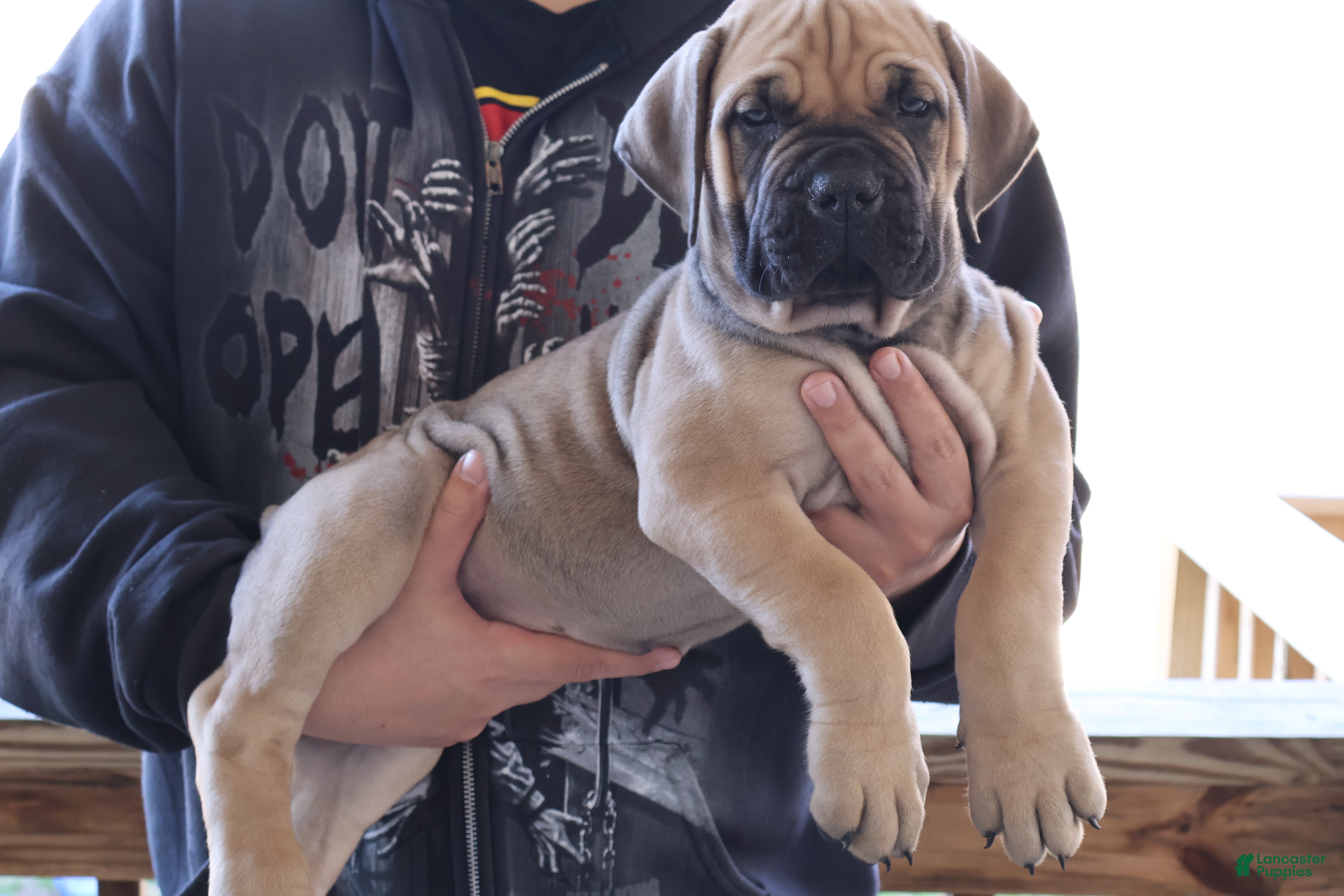South African Boerboels dogs Red - Ad 1