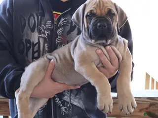 South African Boerboels dogs for sale: Red - Ad 4