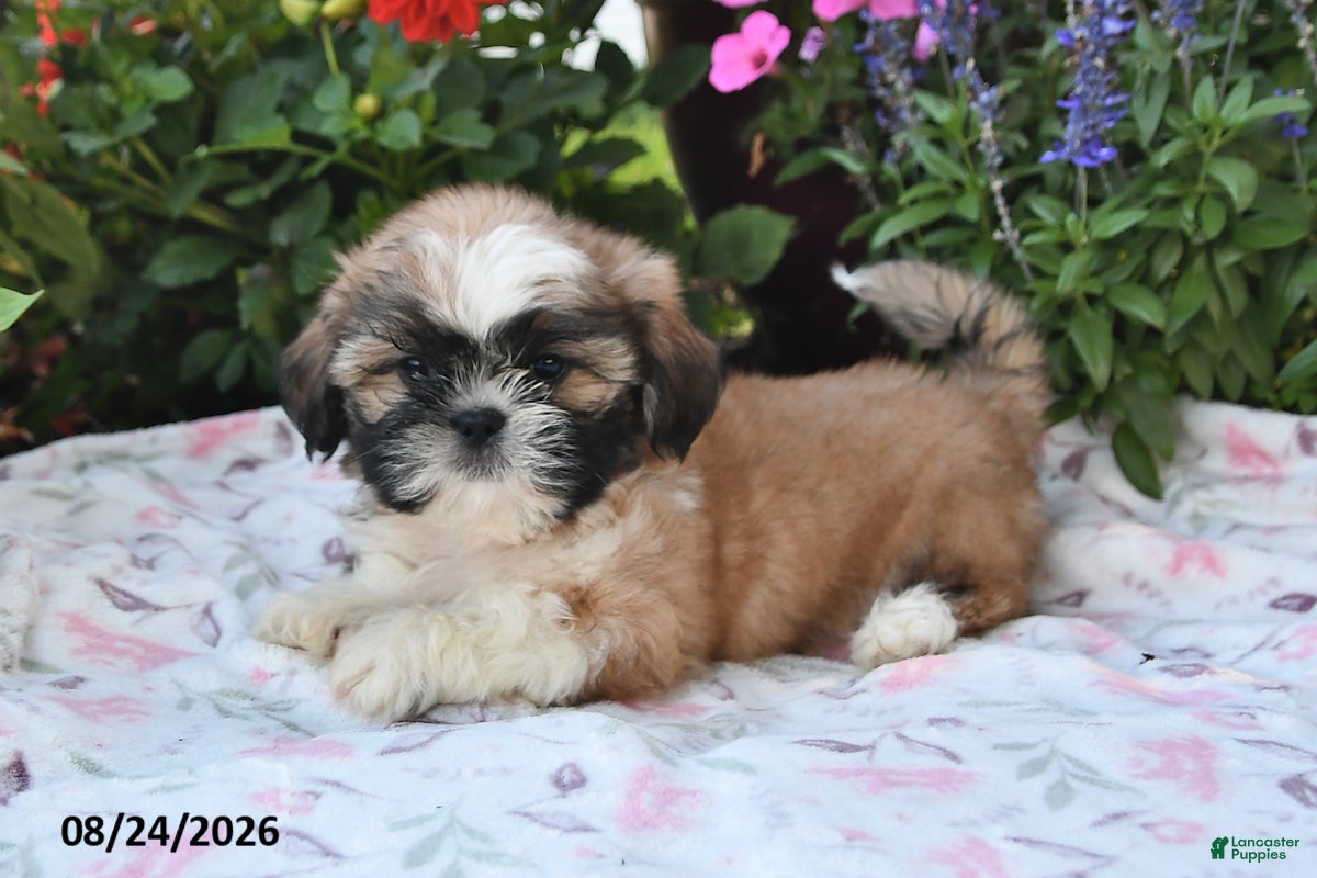 Shih Tzu dogs Captain - Ad 1