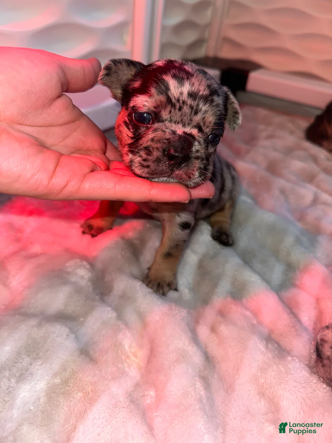 French Bulldog dogs for sale: Rocky - Ad 1