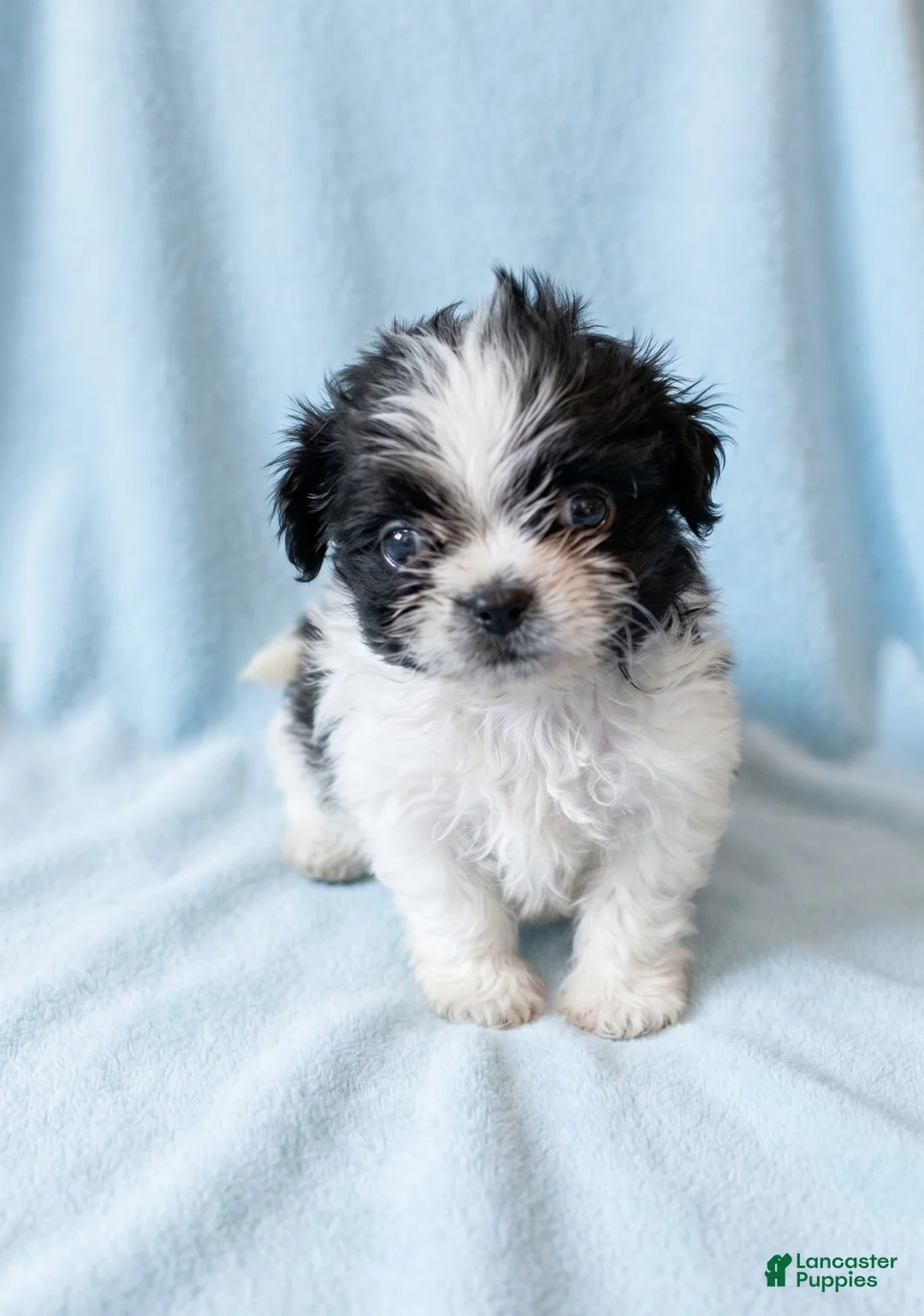 Mixed Breed dogs for sale: Bear - Ad 1