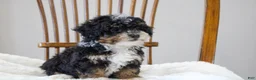 Mini Bernedoodle dogs for sale: Sadie  - Ad 6