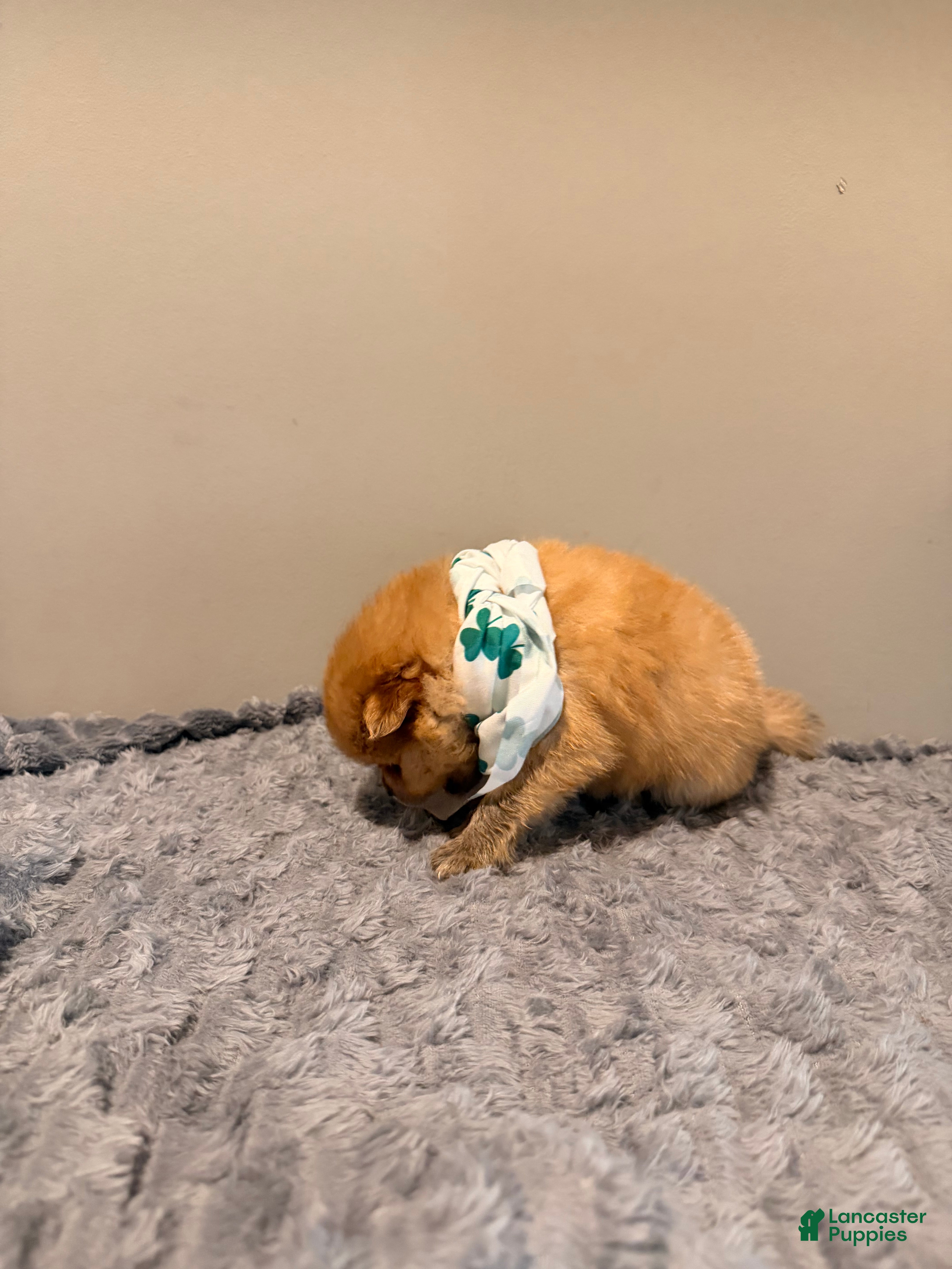 Pomeranian dogs Winnie - Ad 2