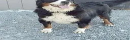 Mini Bernedoodle dogs for sale: Molly🎀 - Ad 8