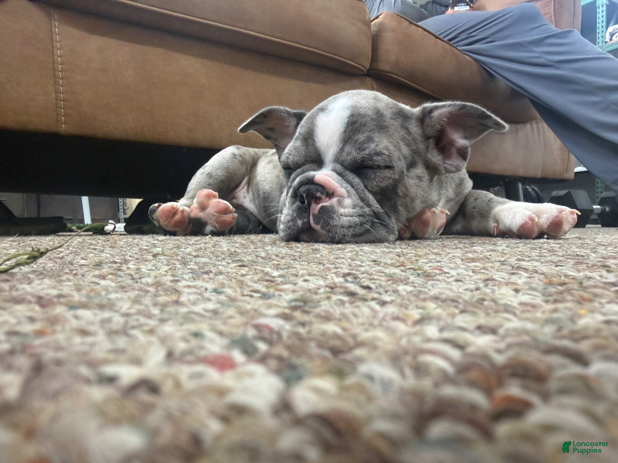 Frenchton dogs for sale: Frenchton Puppy 1 - Ad 4