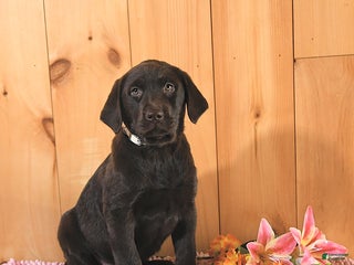 Labrador Retriever dogs - Ad 29