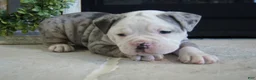 Olde English Bulldogge dogs for sale: Pepsi - Ad 1