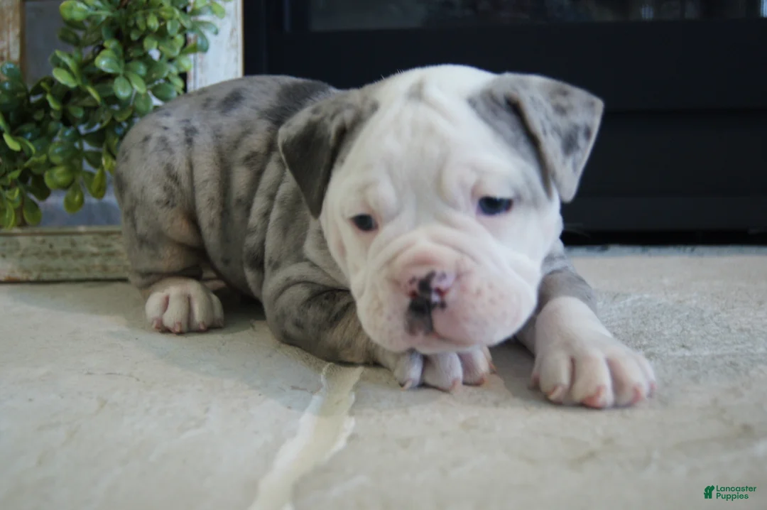 Olde English Bulldogge dogs for sale: Pepsi - Ad 1