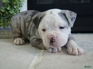 Olde English Bulldogge dogs for sale: Pepsi - Ad 1