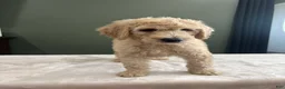Goldendoodle dogs for sale: Goldendoodle 3 - Ad 1