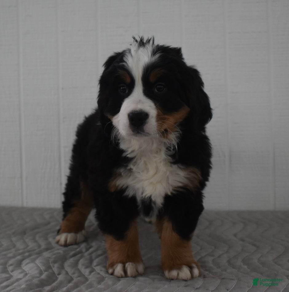 Bernese Mountain Dog dogs Nova - Ad 29
