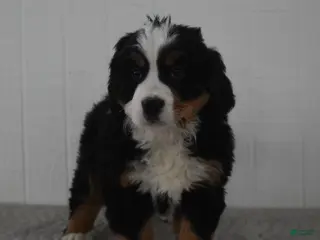 Bernese Mountain Dog dogs Nova - Ad 29