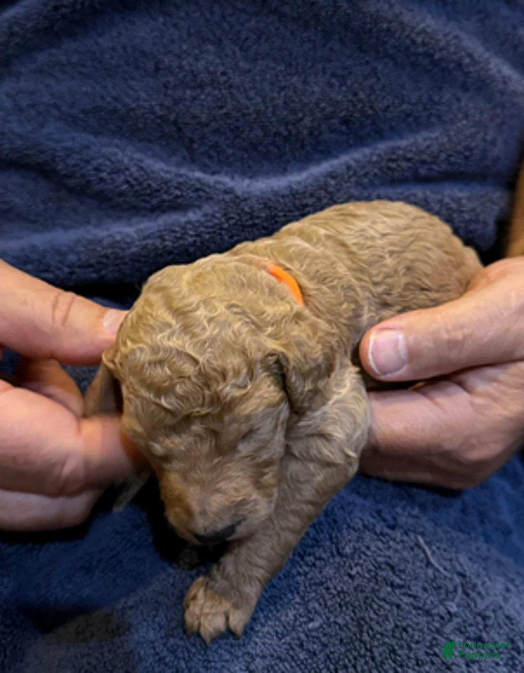 Goldendoodle dogs for sale: W25 Female Orange Collar - Ad 3