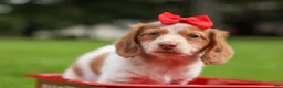 Miniature Dachshund dogs for sale: OSCAR - Ad 15