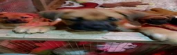 Mixed Breed dogs for sale:  1 - Ad 10