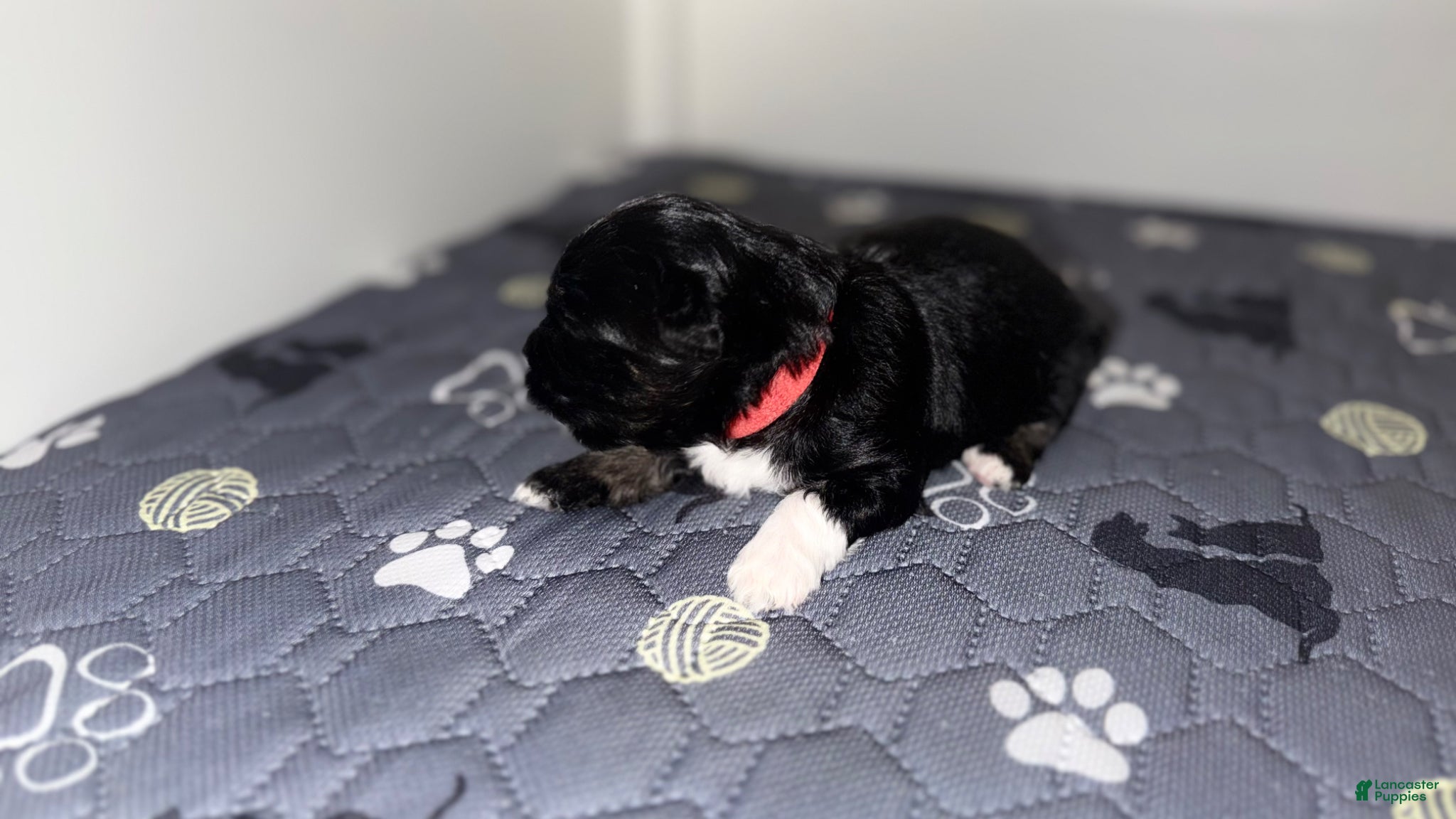 Mixed Breed dogs Onyx - Ad 36