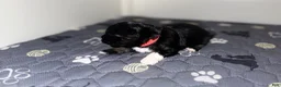 Mixed Breed dogs for sale: Onyx - Ad 1
