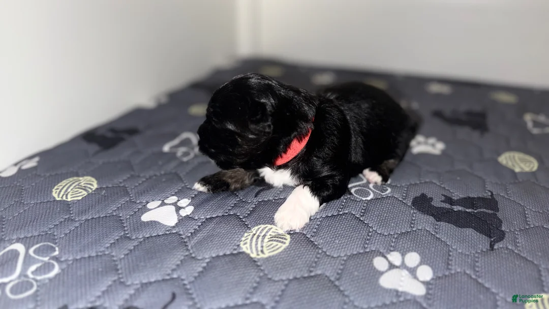 Mixed Breed dogs for sale: Onyx - Ad 1