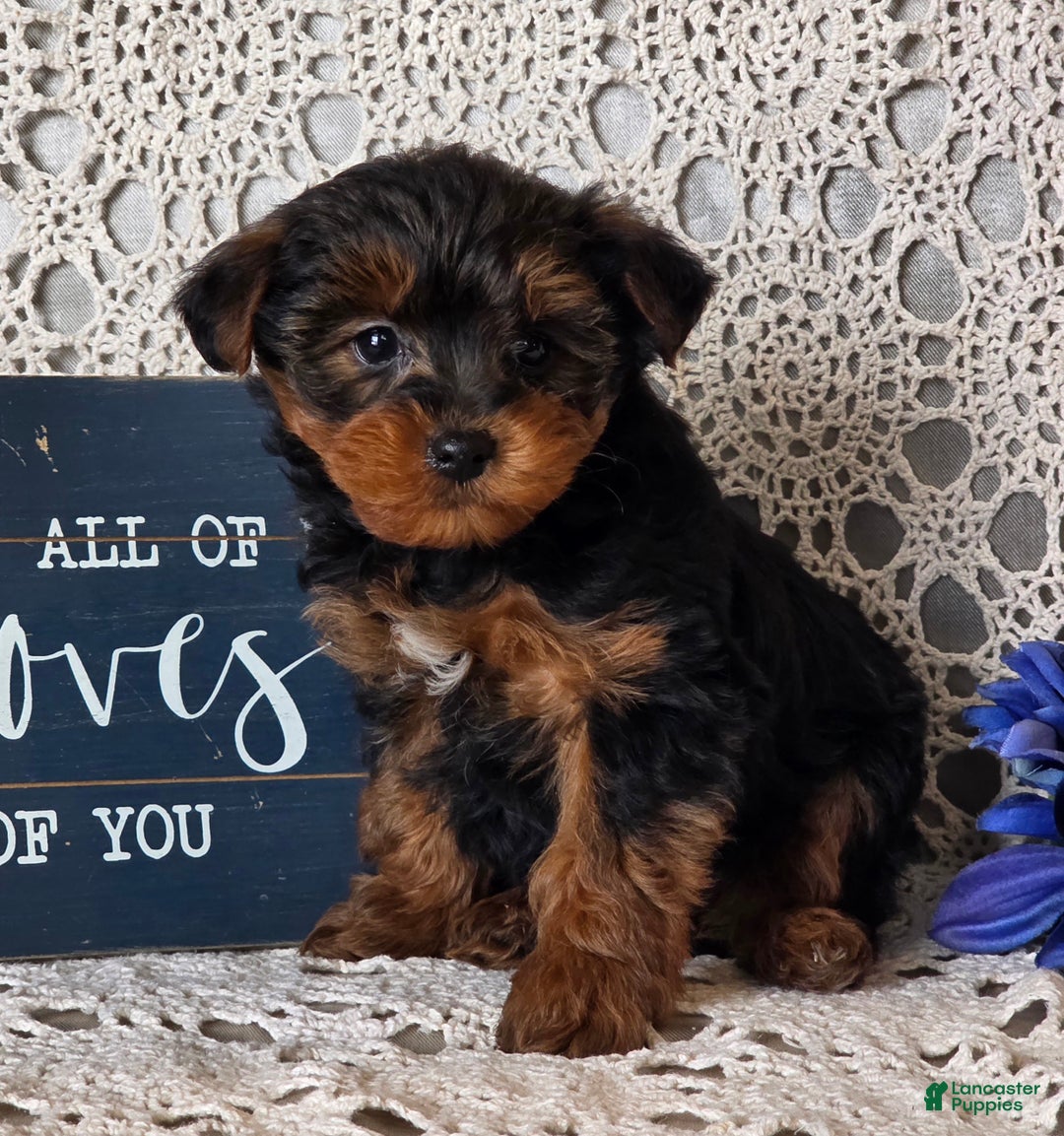 Yorkiepoo dogs for sale: Romeo - Ad 5