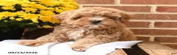 Maltipoo dogs for sale: Butters  - Ad 4