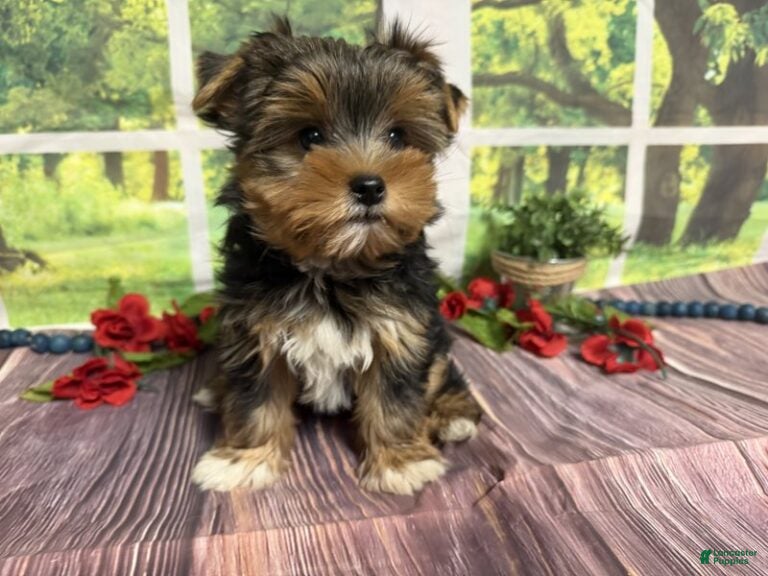 Brent (Yorkshire Terrier, Male) in Brighton, MO