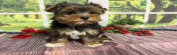 Yorkshire Terrier dogs for sale: Brent - Ad 1