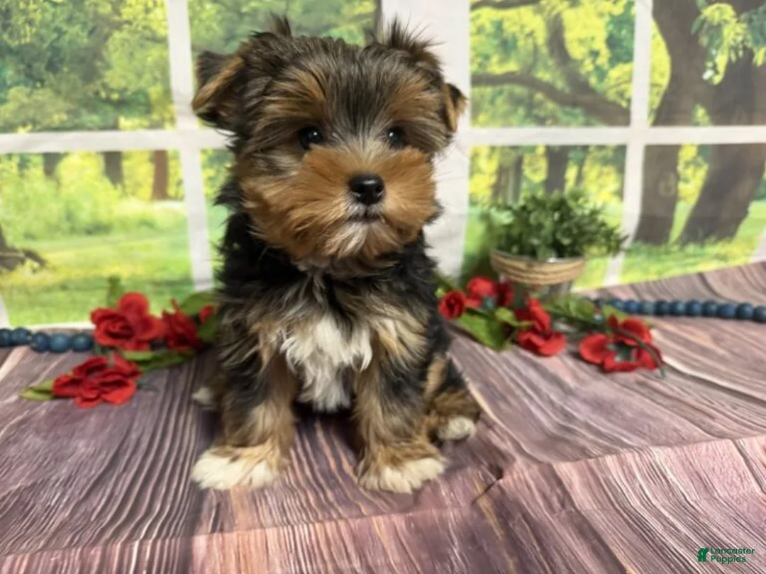 Yorkshire Terrier dogs for sale: Brent - Ad 1