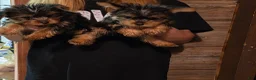 Yorkshire Terrier dogs for sale: Yorkshire Terrier Puppy 1 - Ad 2