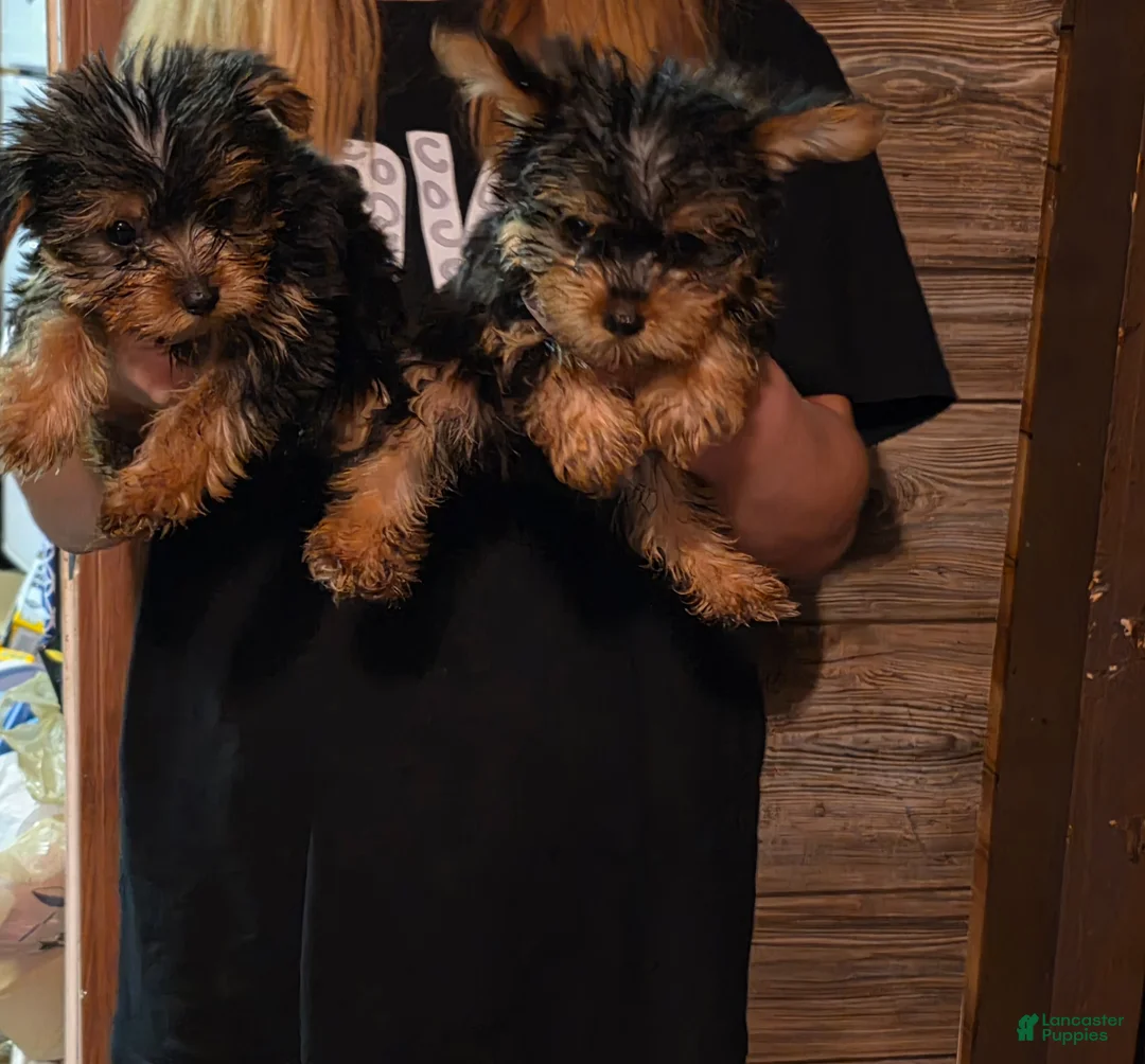 Yorkshire Terrier dogs for sale: Yorkshire Terrier Puppy 1 - Ad 2