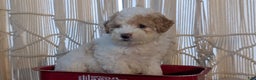 Cavapoo dogs for sale: Avery - Ad 2