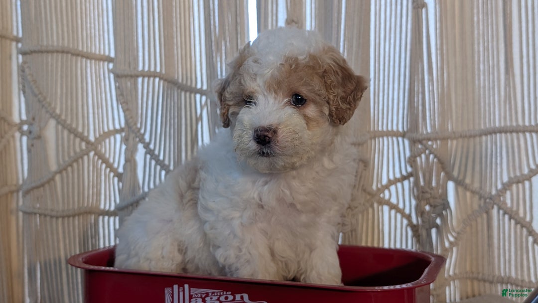 Cavapoo dogs for sale: Avery - Ad 2