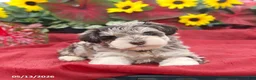 Miniature Schnauzer dogs for sale: Griffin - Ad 2