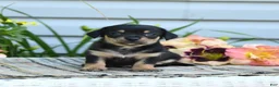 Chiweenie dogs for sale: Bennett - Ad 1