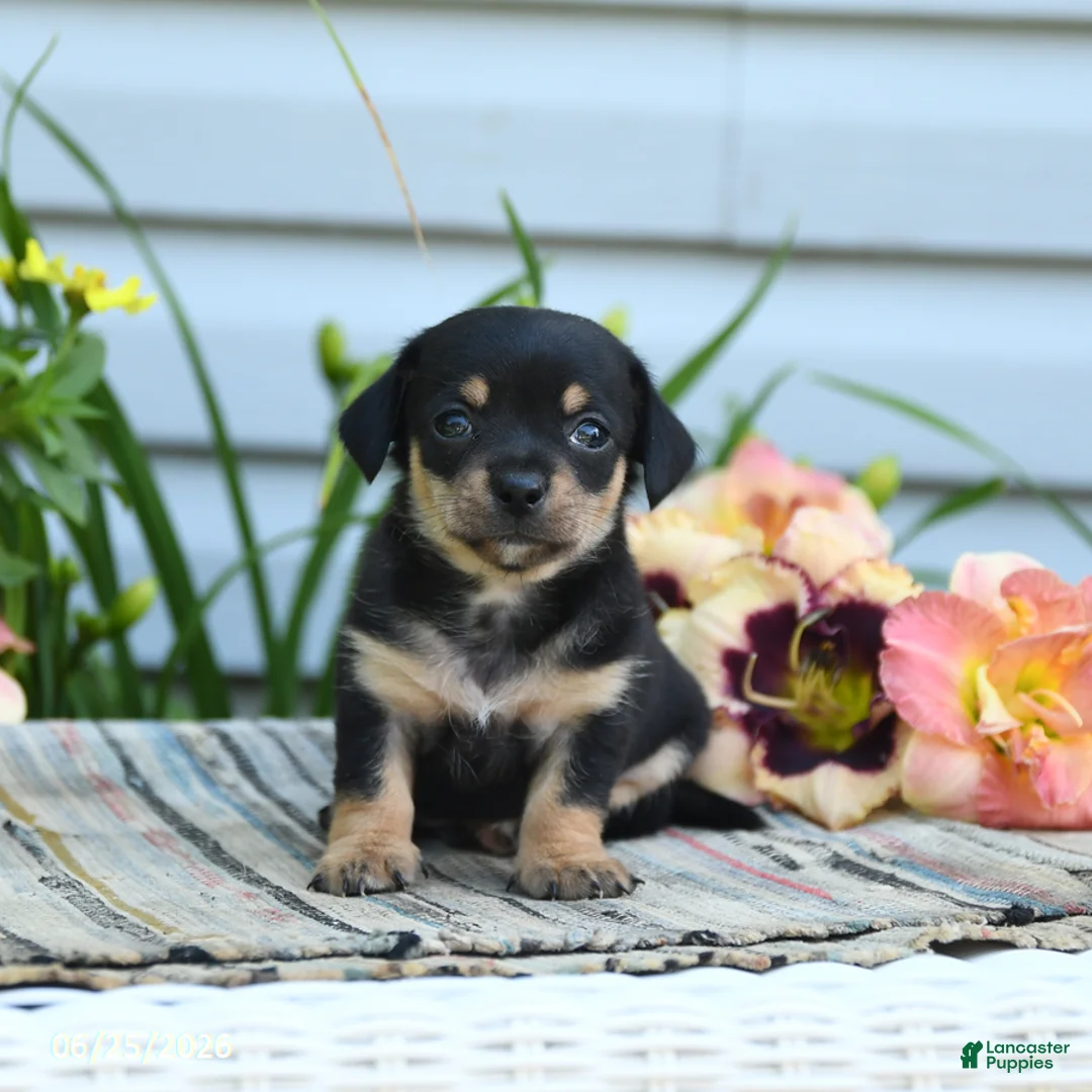 Chiweenie dogs for sale: Bennett - Ad 1