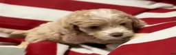 Cockapoo dogs for sale: Bonnie - Ad 3