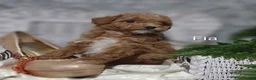 Shihpoo dogs for sale: Fia- on hold - Ad 11